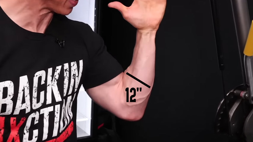 12 and 13 inch forearms