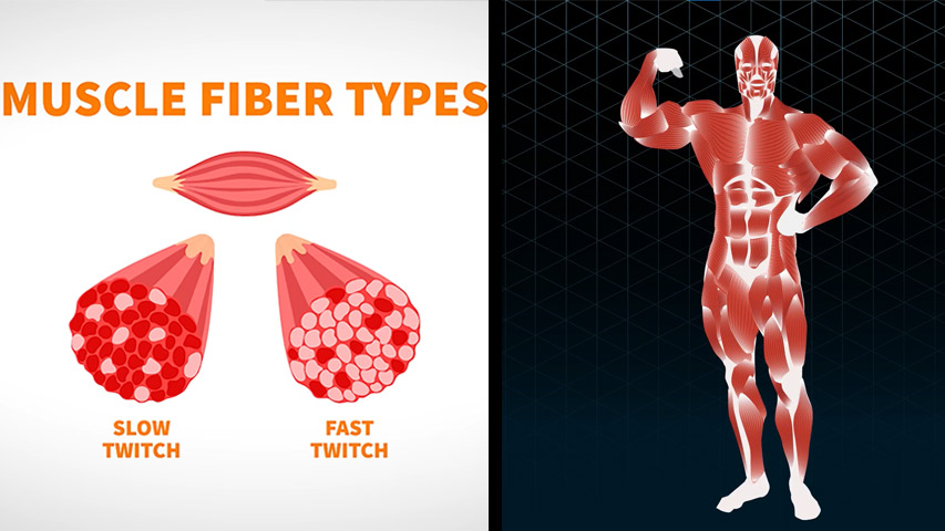 muscle fibers 10
