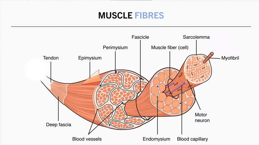 muscle fibers 5