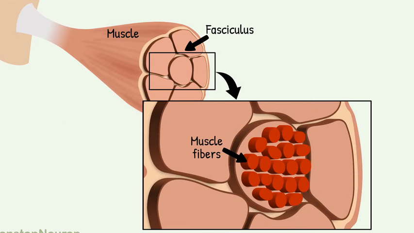 muscle fibers 6