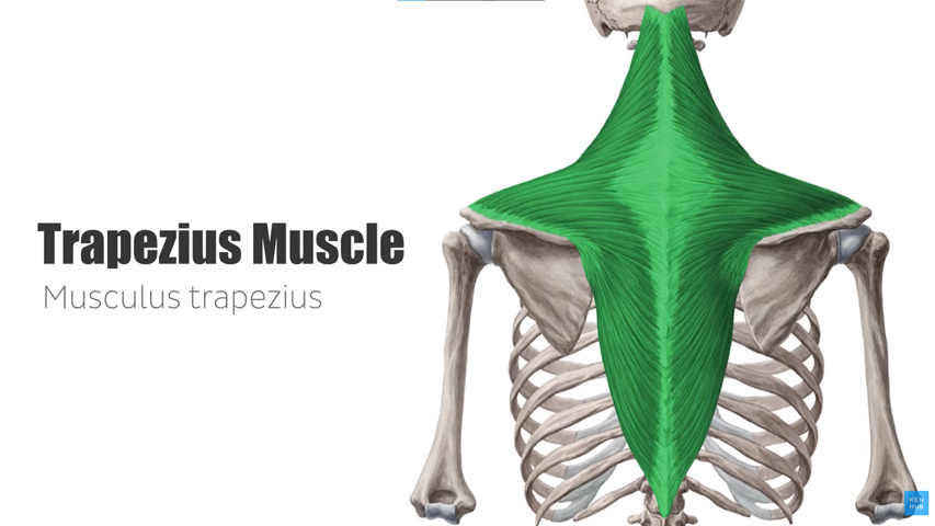 Training to strengthen the trapezius muscles 1